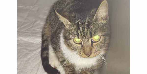 Gattina cerca casa. Dopo una storia 'complicata', appello da Luco