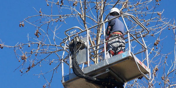 Alberi. Prosegue la messa in sicurezza a Dicomano