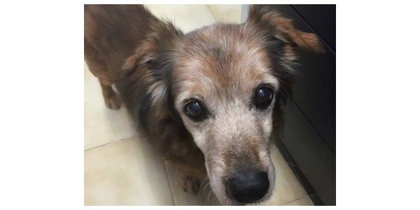 Morto Nonno Lazzaro. Il cane che ha commosso il Mugello