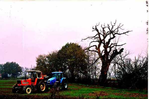 Senni. La grande querce nel ricordo (e nelle foto originali) di Aldo Giovannini