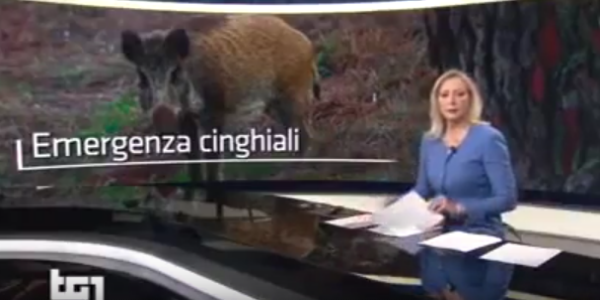 Caccia & Cinghiali. Il TG1 nel Mugello