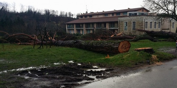 Taglio degli alberi, il Comune spiega. Interventi anche a Sagginale e Polcanto
