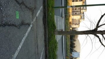 Barriere architettoniche. Quelle strisce contro l'albero (e lo scalino)