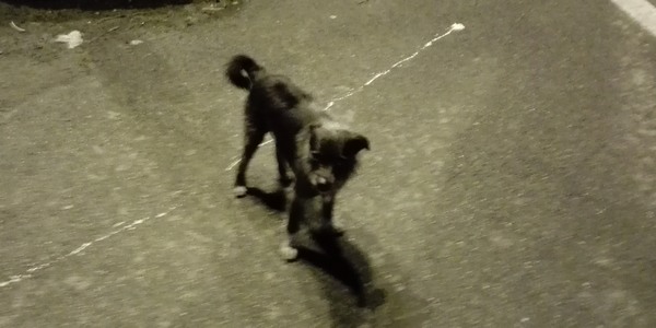 Cane smarrito a Vicchio, appello per contatti