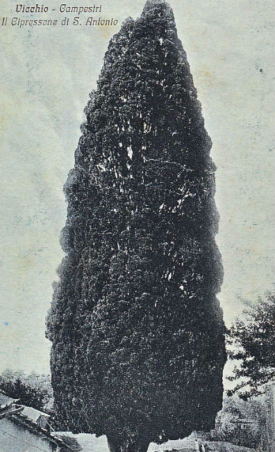 Alberi devozionali. Il cipresso di Sant’Antonino