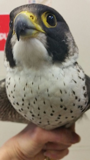 Lipu. Falco pellegrino al centro di Vicchio. Vittima del bracconaggio