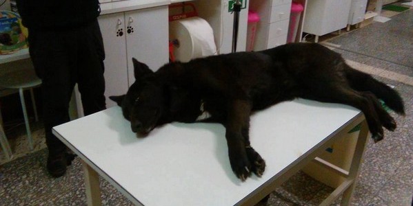 La verità su Kira, la canina avvelenata in Mugello