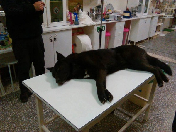 Appello per Kira. Nuova vittima o bufala? Fate chiarezza se potete