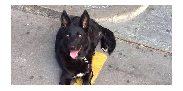 Appello per Kira. Nuova vittima o bufala? Fate chiarezza se potete