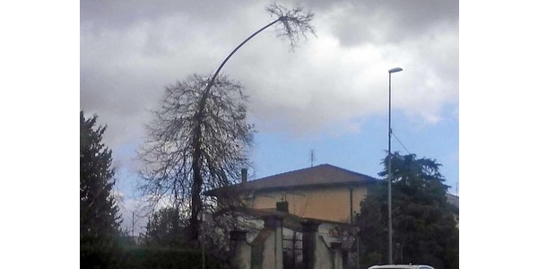 Quando si dice ""Crescere ovunque"": L'albero e il lampione