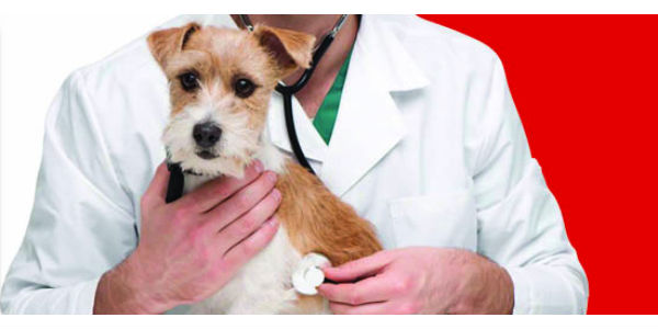 Pronto Soccorso Veterinario. Incontro a Borgo