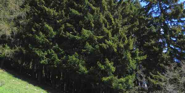 Abete rosso. Allarme parassita nei boschi del Mugello