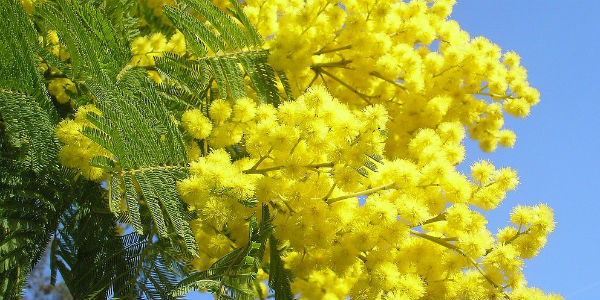 Borgo. Non solo mimose per la festa della Donna