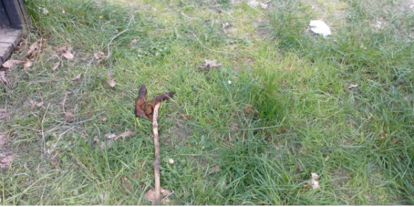 I cani, gli escrementi e il parco. Polemica a Borgo