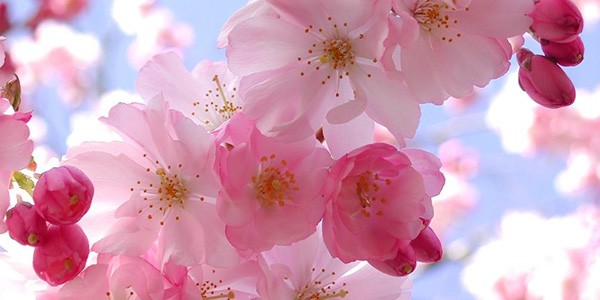 primavera-nel-2015-arriva-un-giorno-prima-il-20-marzo