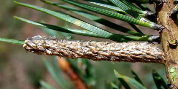 Scarperia San Piero. Lotta alla processionaria del Pino