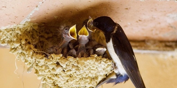 Vietato distruggere i nidi di rondine. Ordinanza a Vaglia