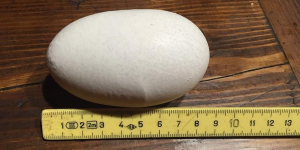 Uovo gigante... con sorpresa!