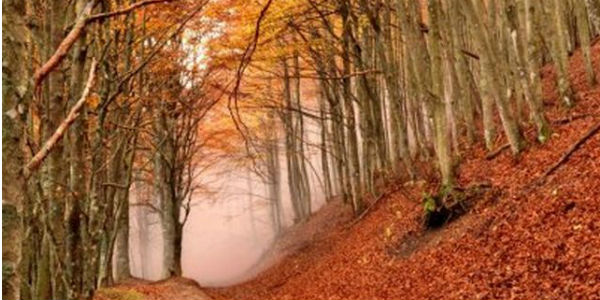 Faggeta_in_autunno__A
