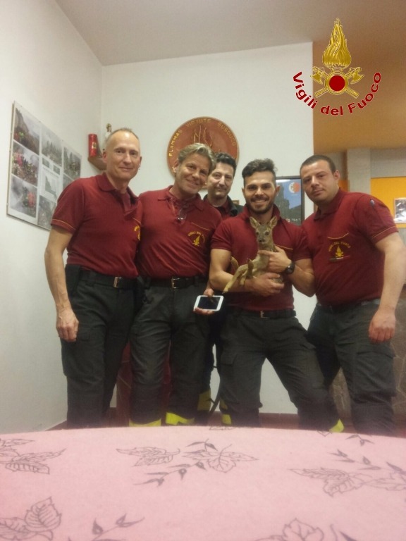 I pompieri e il capriolo. Bella storia e bellissime foto