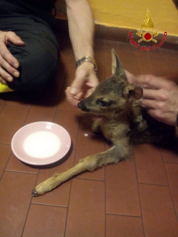 I pompieri e il capriolo. Bella storia e bellissime foto