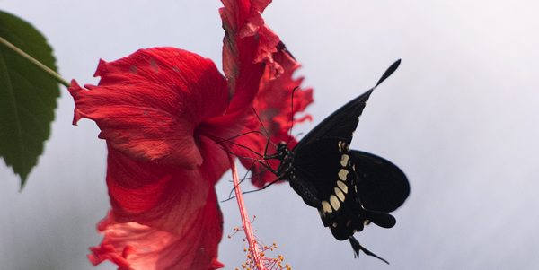 La (foto)camera delle meraviglie. Claudia Giusti espone a Mugello Wild