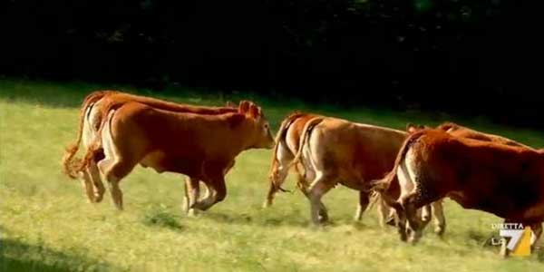 Le mucche felici nel Mugello raccontate su La7. Video