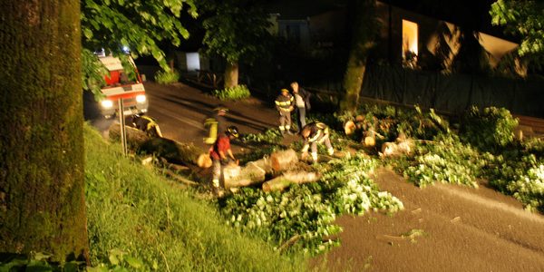 Cade albero sul Viale. Strada interrotta a Ronta, arrivano i pompieri