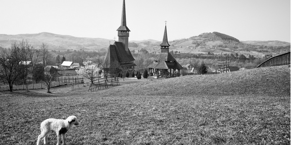 Vita in Maramures-15