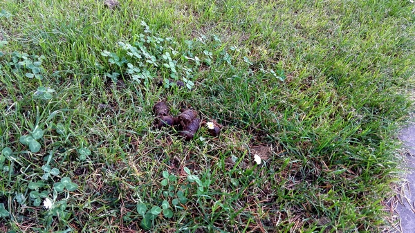 Borgo e la 'cacca' gigante. La maleducazione dei padroni