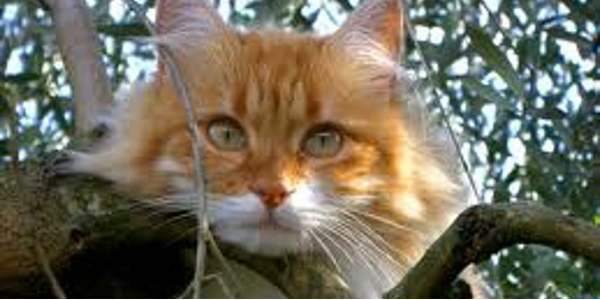 'Il mio gatto ferito da un proiettile', nella zona di Viale Kennedy