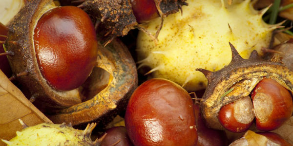 Il marrone del Mugello Igp compie venti anni e rinnova il suo disciplinare