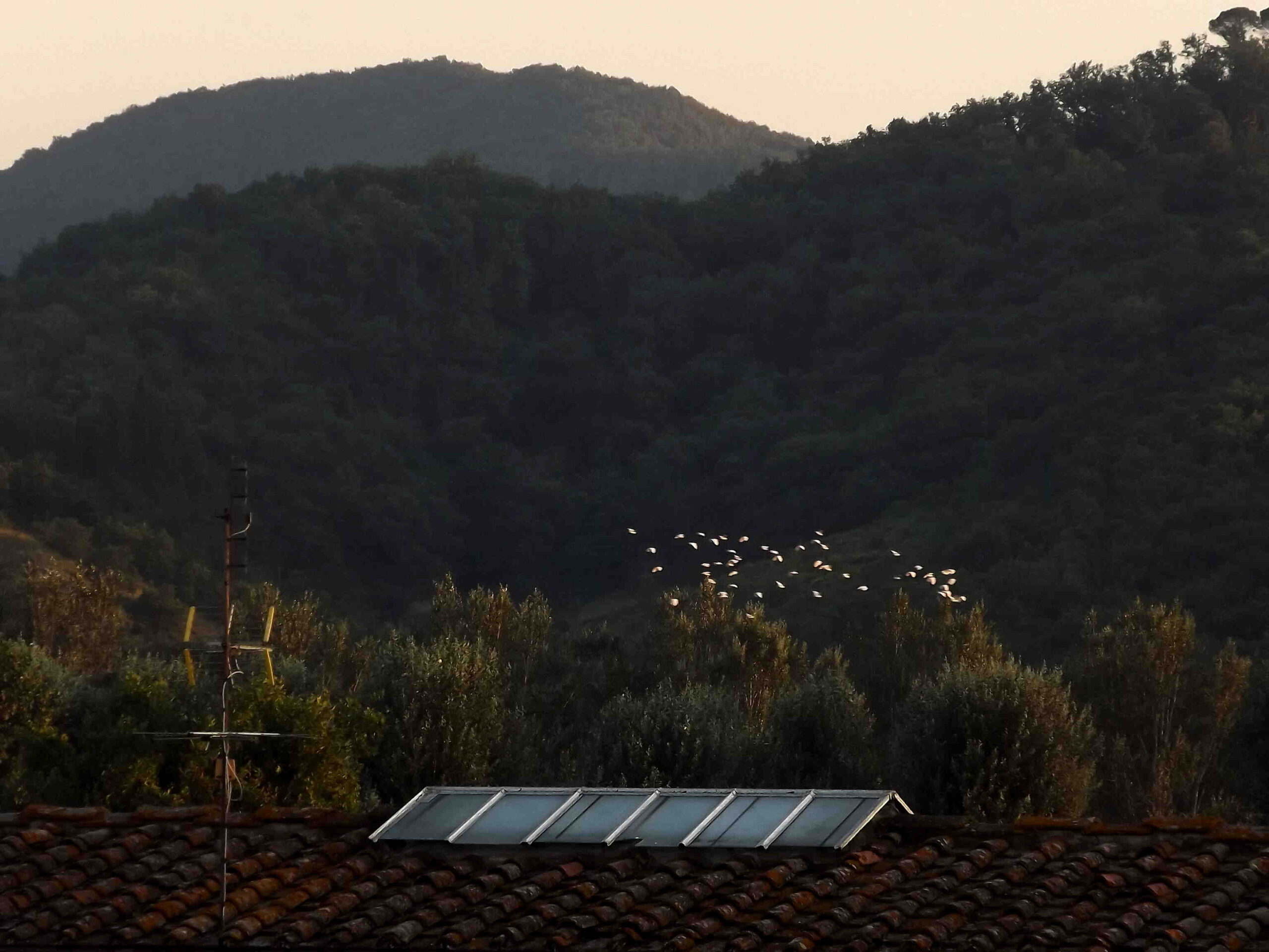 Aironi nel cielo mugellano. Foto