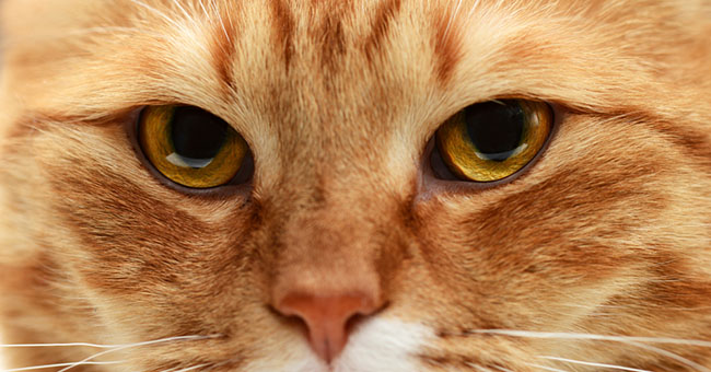 Aggredita da un gatto. 87enne in ospedale