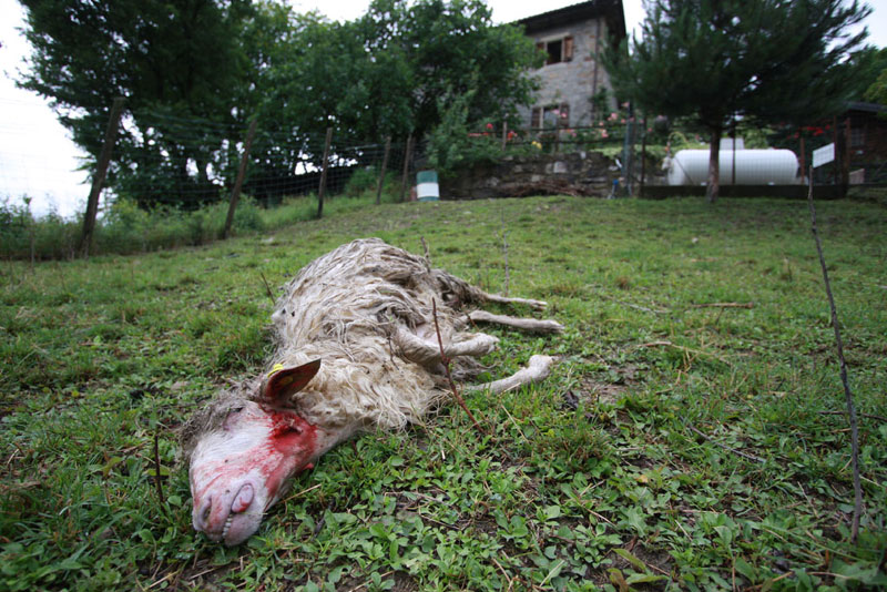 Lupi, cinghiali e pecore. Una cronaca da Vaglia