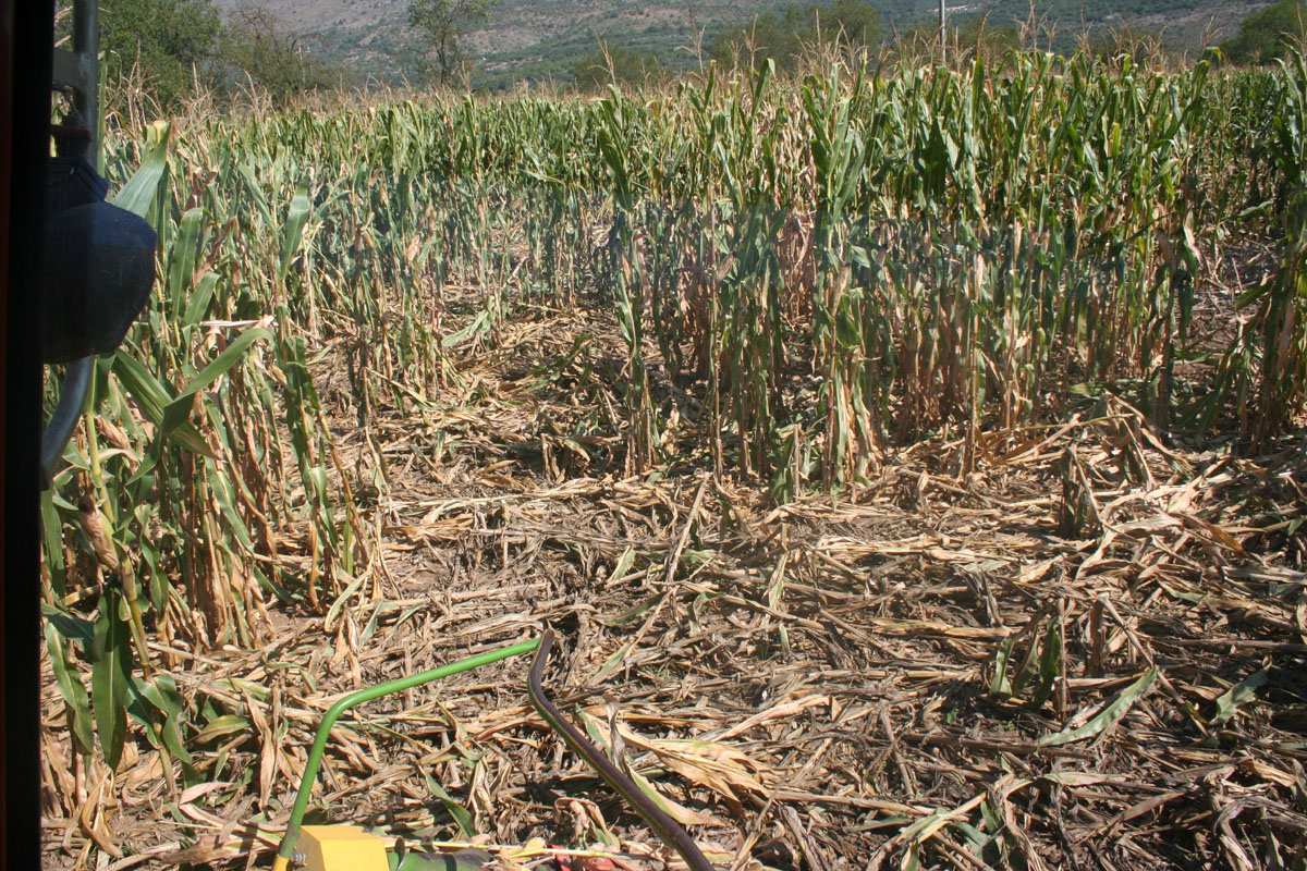 Mugello, attacchi ungulati. Agricoltura a rischio