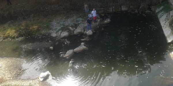 Pesci estratti dal Carza in secca. Video dell'intervento