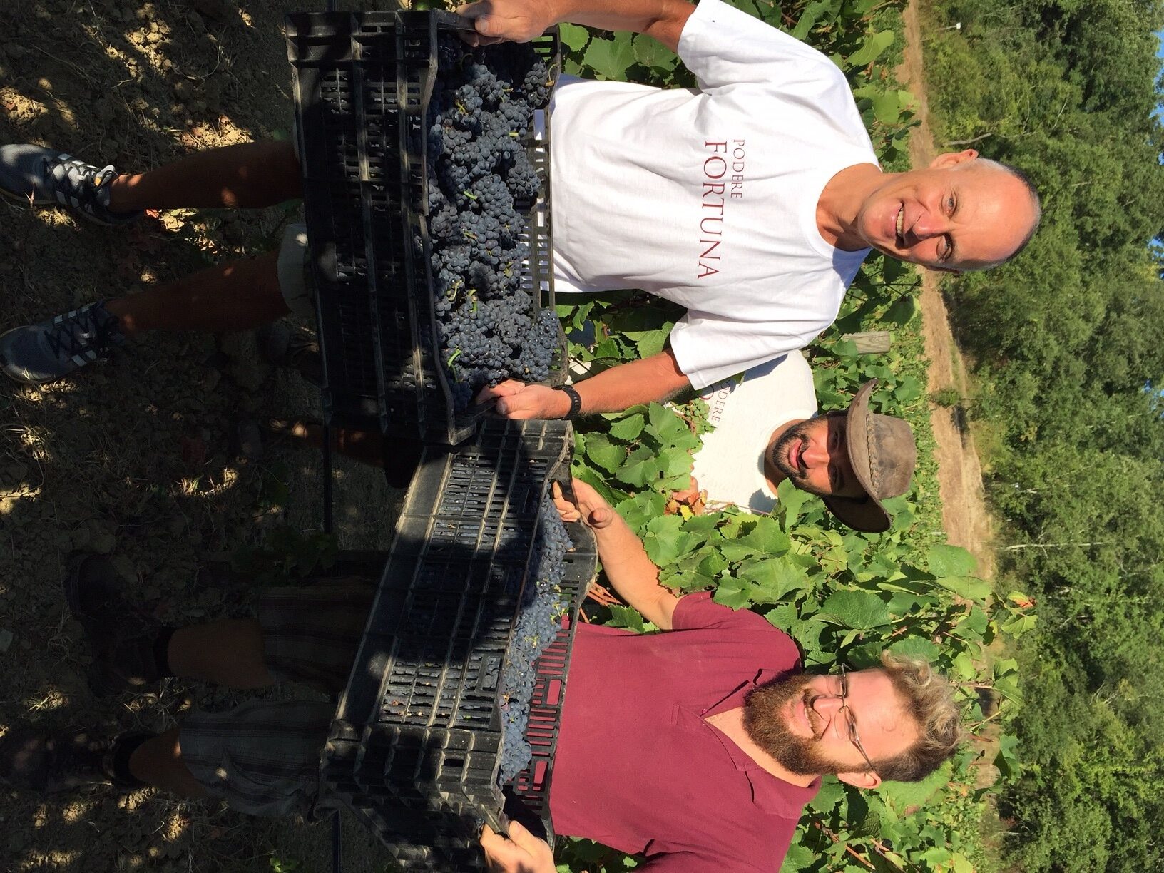 Pinot Nero. Dal Mugello ottimi auspici per l'annata 2016