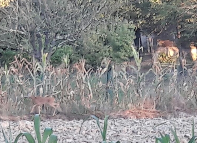 Capriolo a Borgo, accanto alla chiesa del Crocifisso