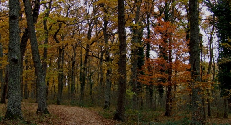 Due ragazzi si perdono nel bosco. Ritrovati dai Carabinieri