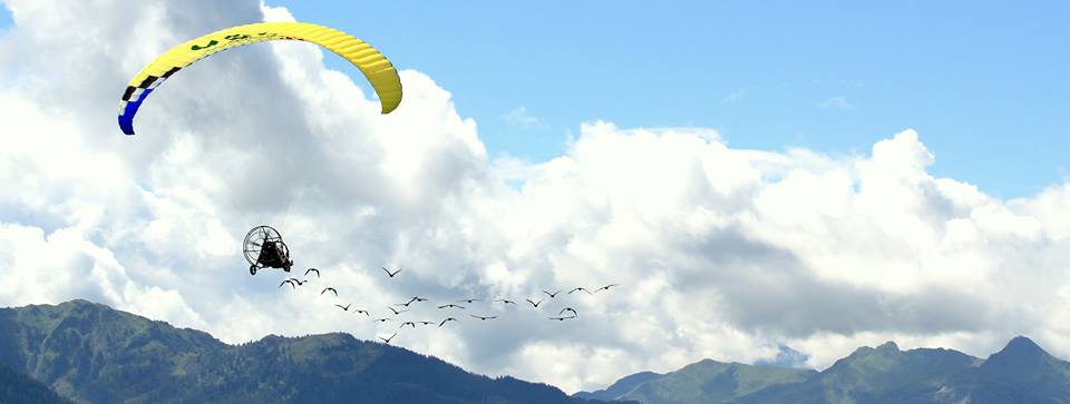 Gli Ibis tornano a Figliano, seguendo la loro mamma-deltaplano