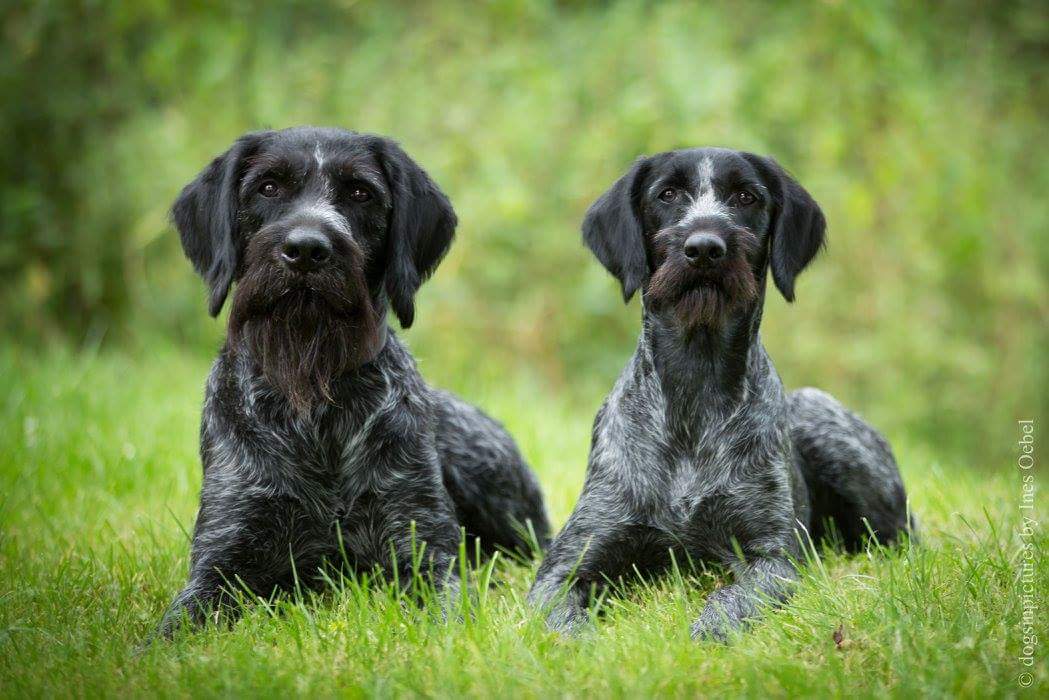 Due cani scomparsi a Mucciano. Appello dei proprietari