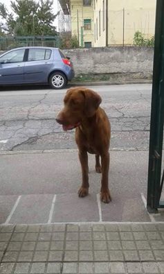 Segugio 'vaga' per Galliano. Appello