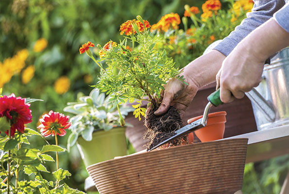 Pratolino, imparare a tenere un orto in autunno e in inverno