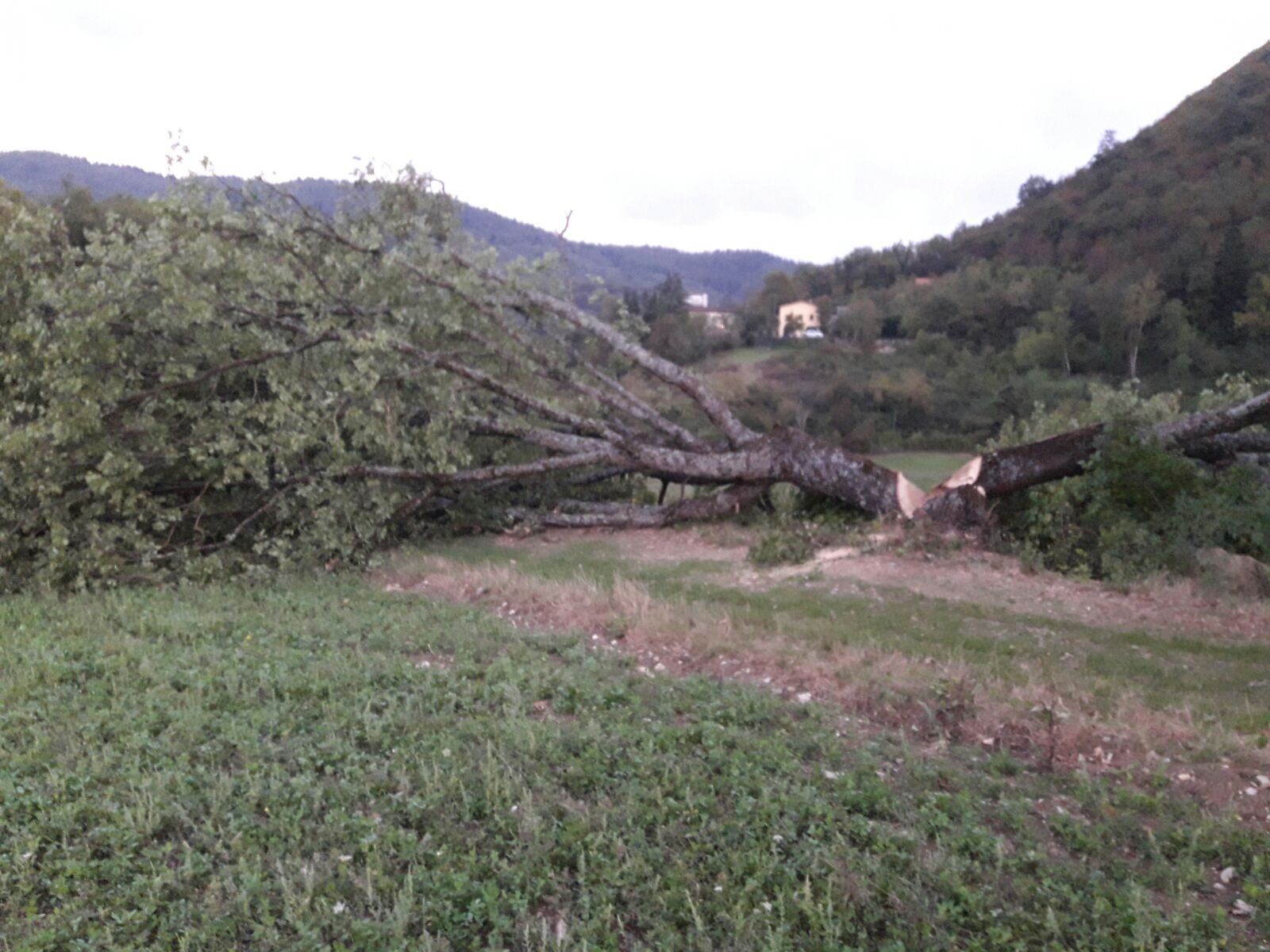 Vaglia e la grande quercia abbattuta. Una lettrice segnala