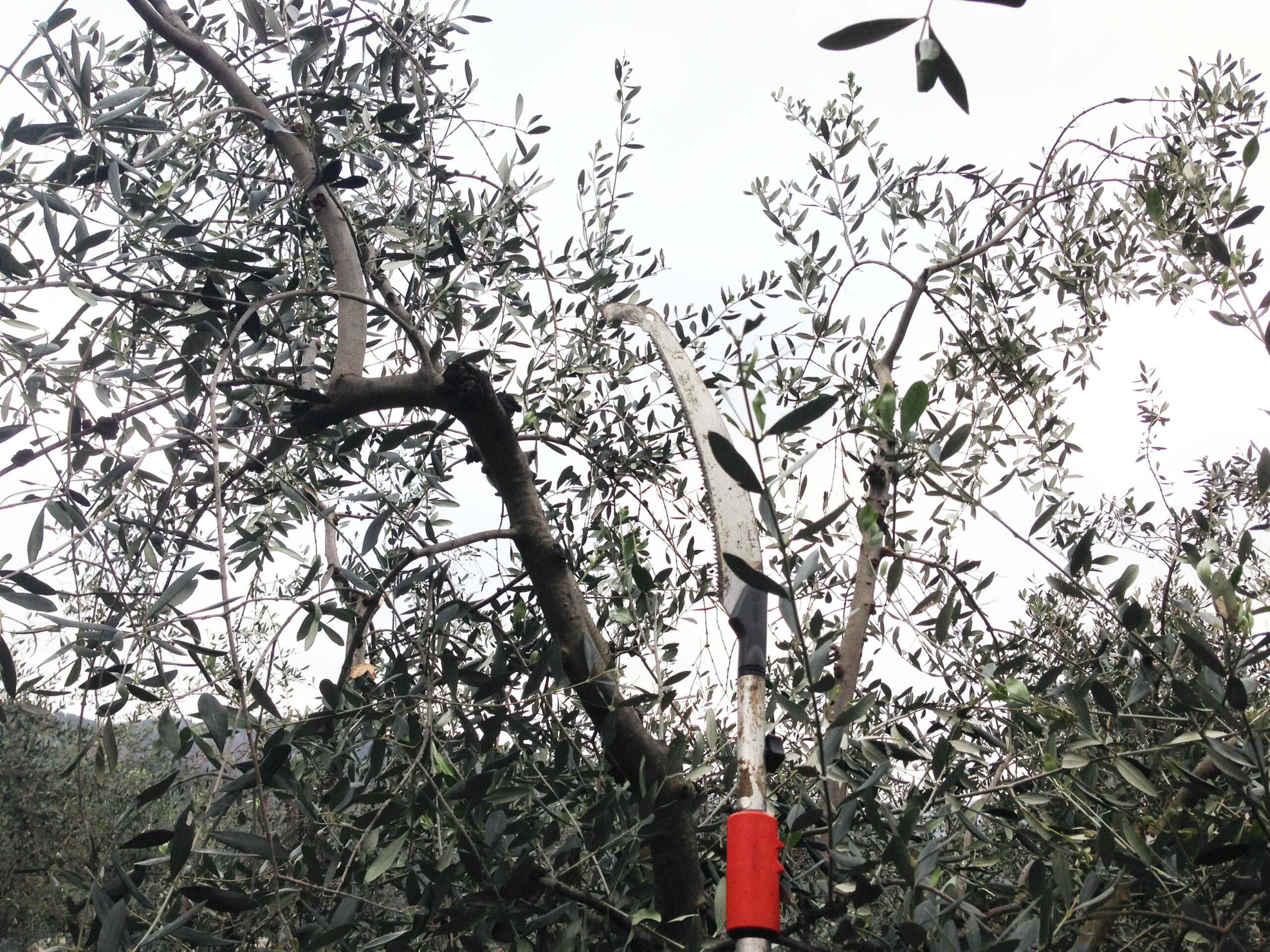 Corso di potatura olivi al Parco di Pratolino. Tutte le info
