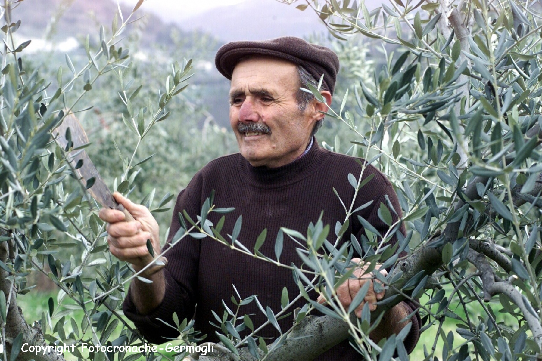 POTATURA OLIVI CONTADINI