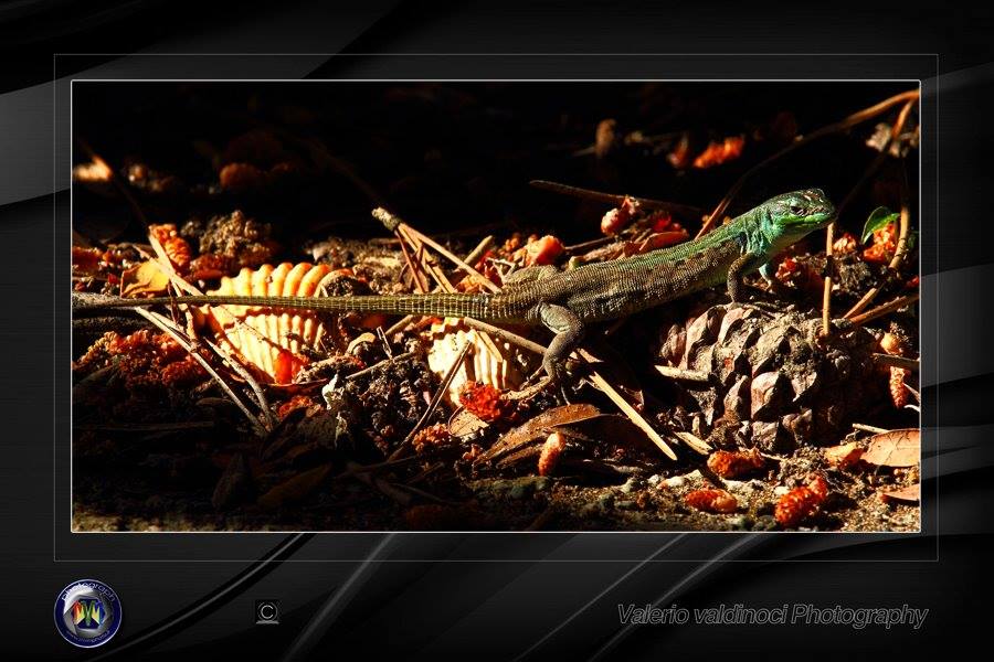 I piccoli abitanti del Mugello. Galleria di Valerio Valdinoci