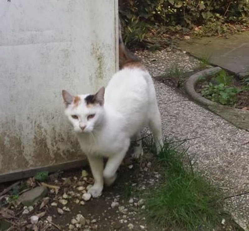 Una gattina da adottare. Si trova in Mugello, l'appello