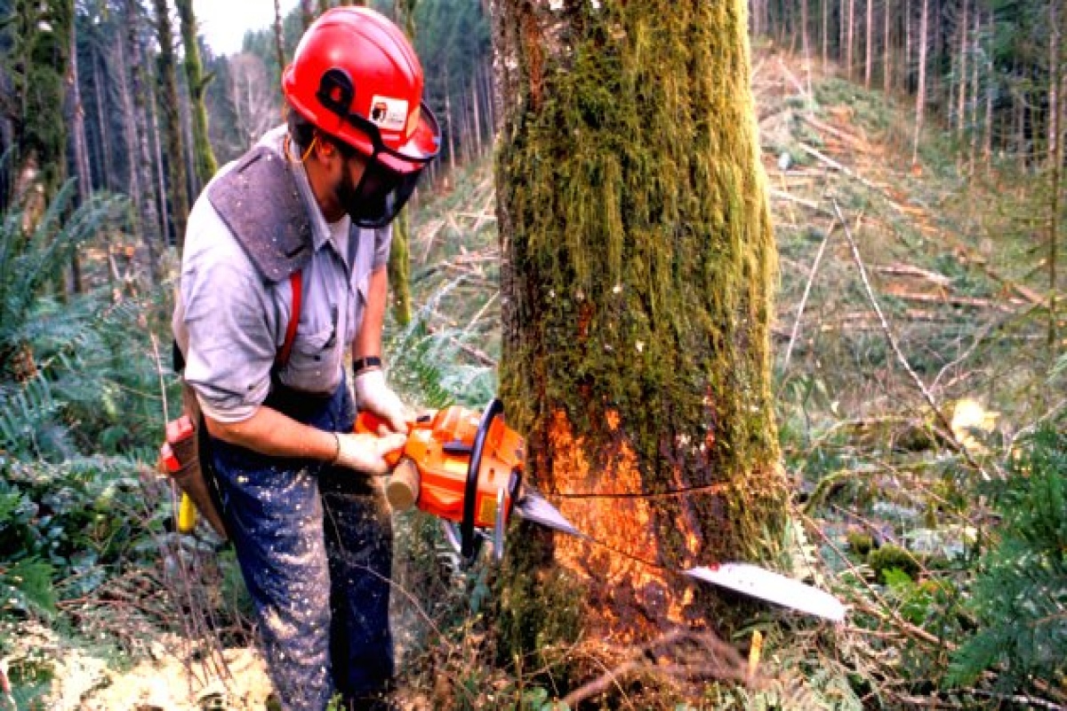 Taglialegna in nero in Mugello. Blitz della Guardia di Finanza